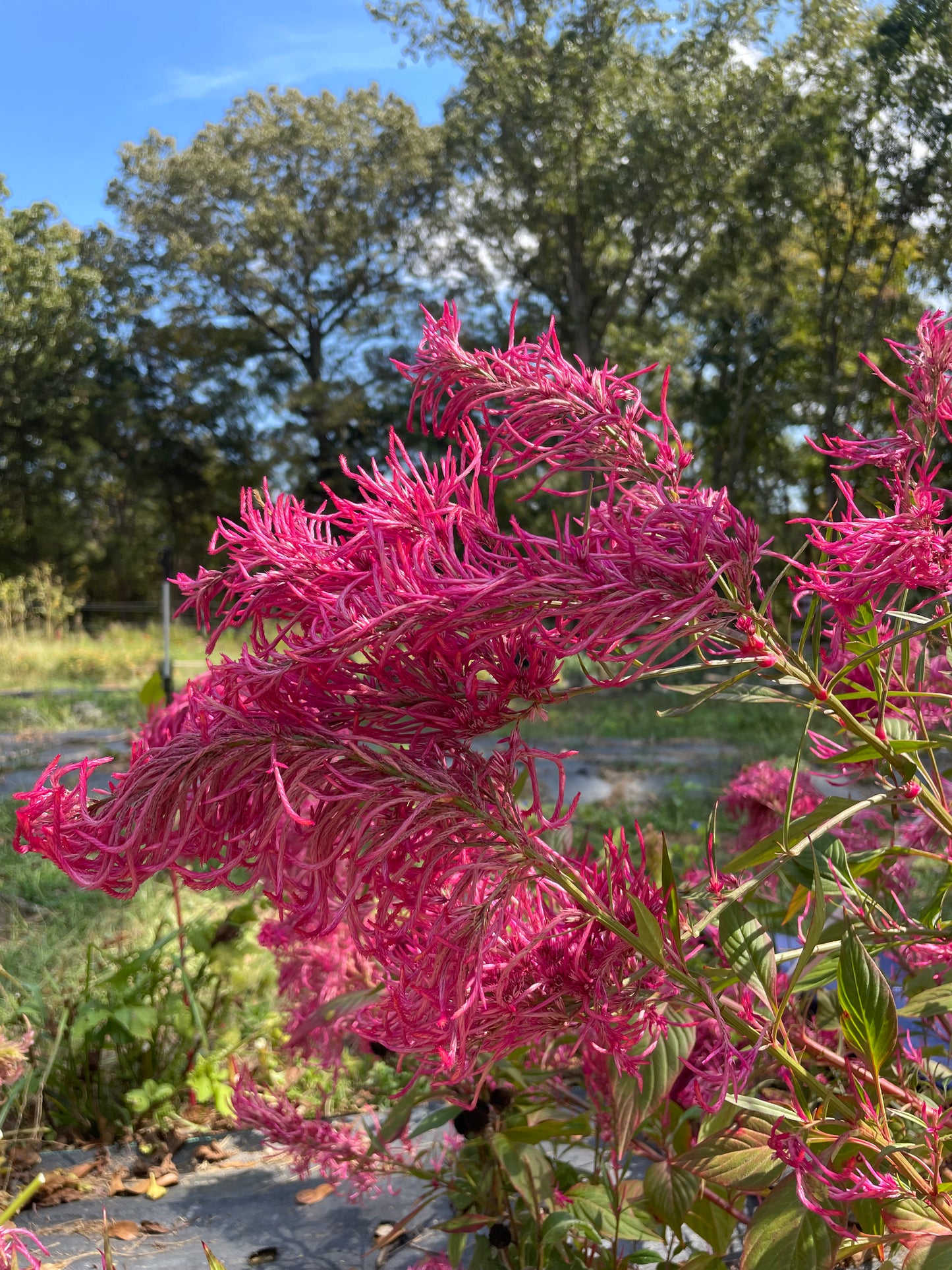 Celosia Pink Pampas