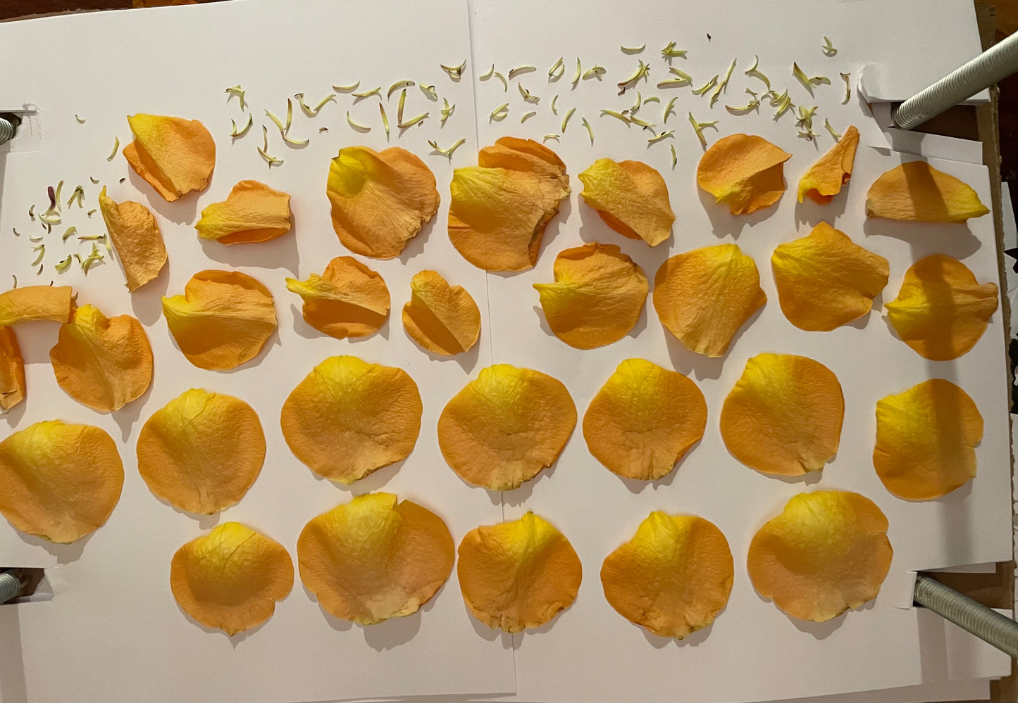 Pressed Flower Preservation