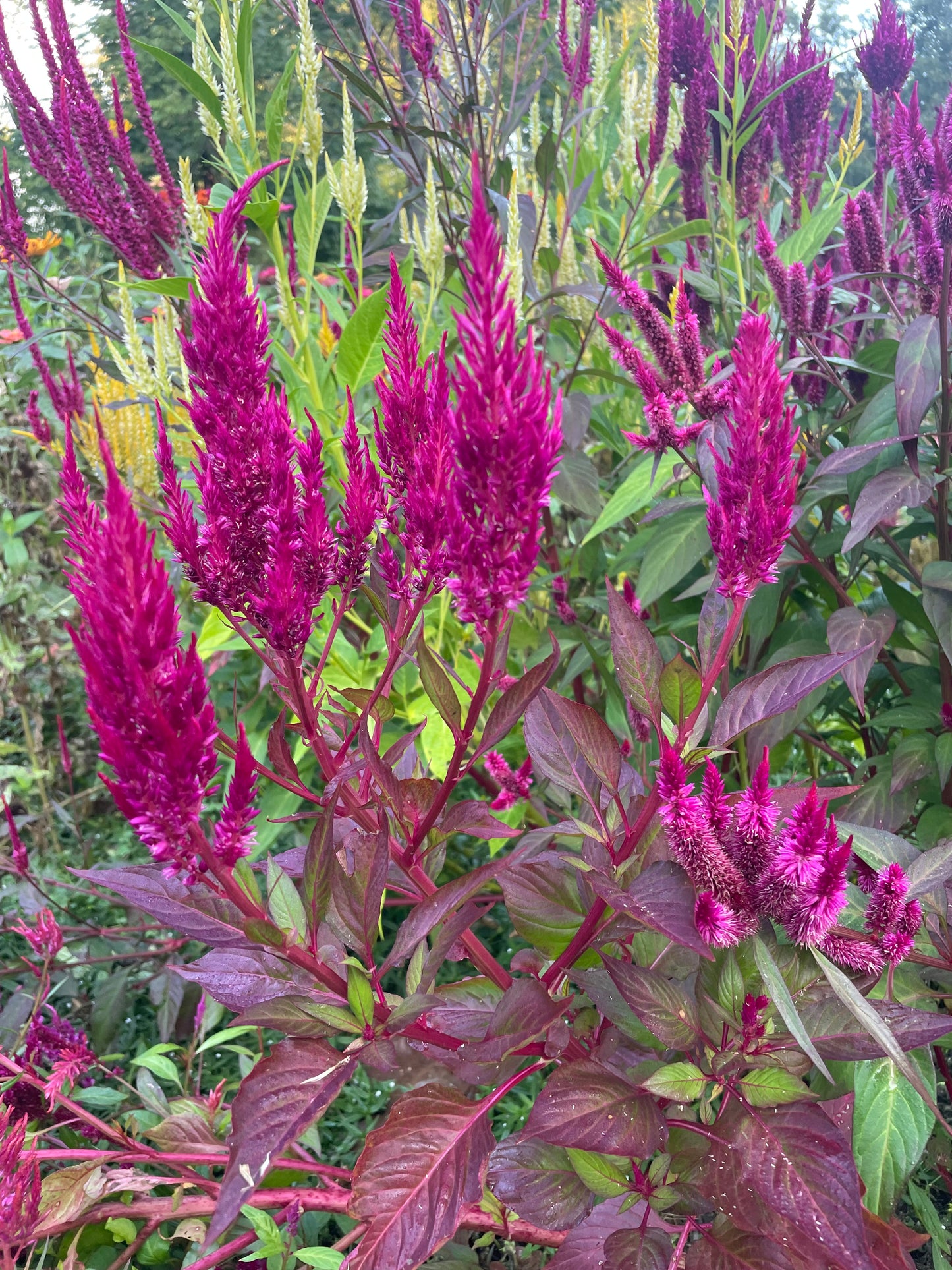 Celosia Sylphid Pink