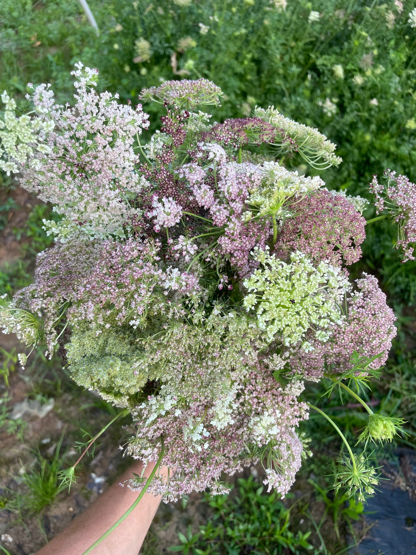 Dara/ Daucus (Queen Ann’s Lace)