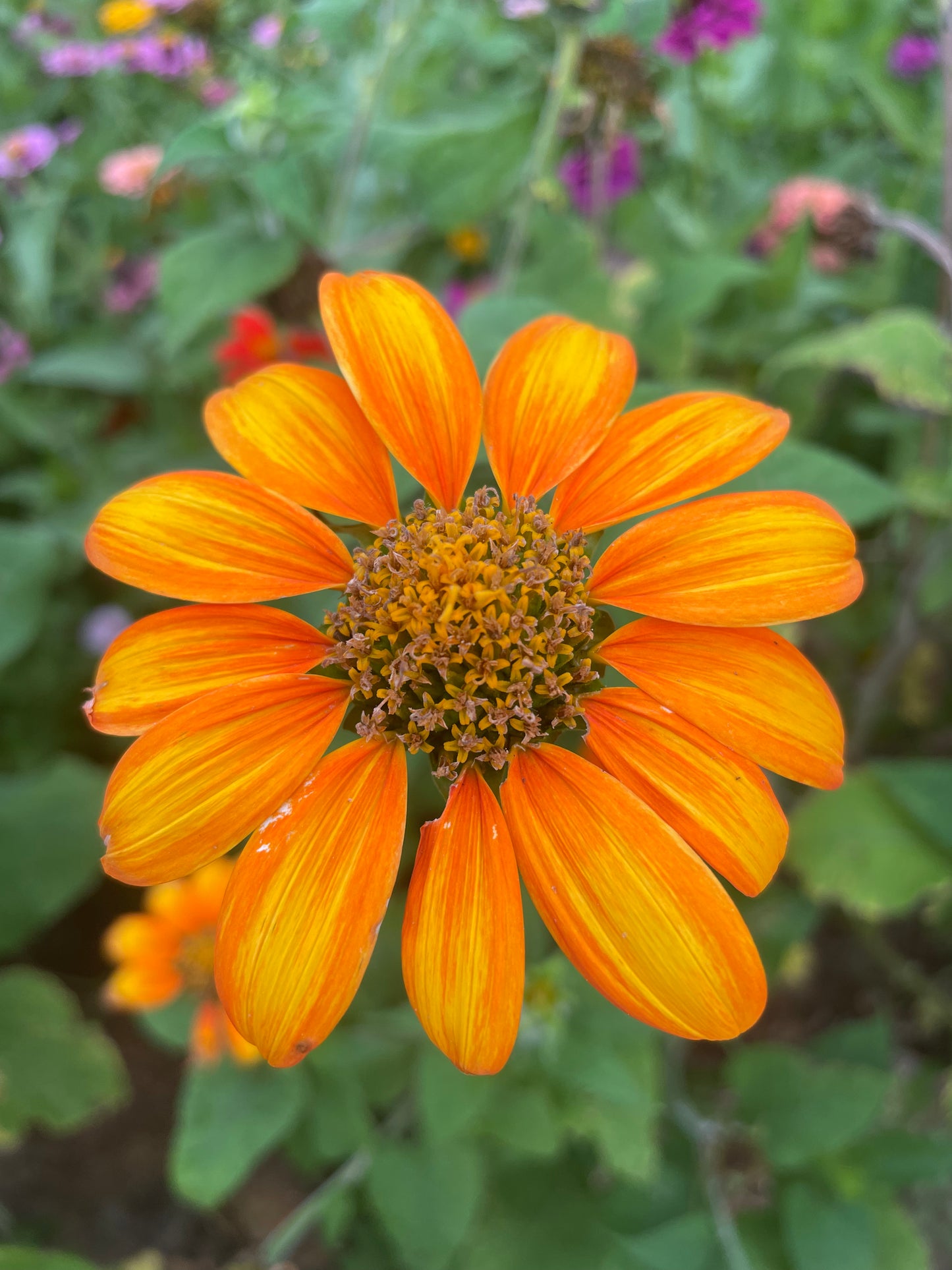 Mexican Sunflower Tithonia