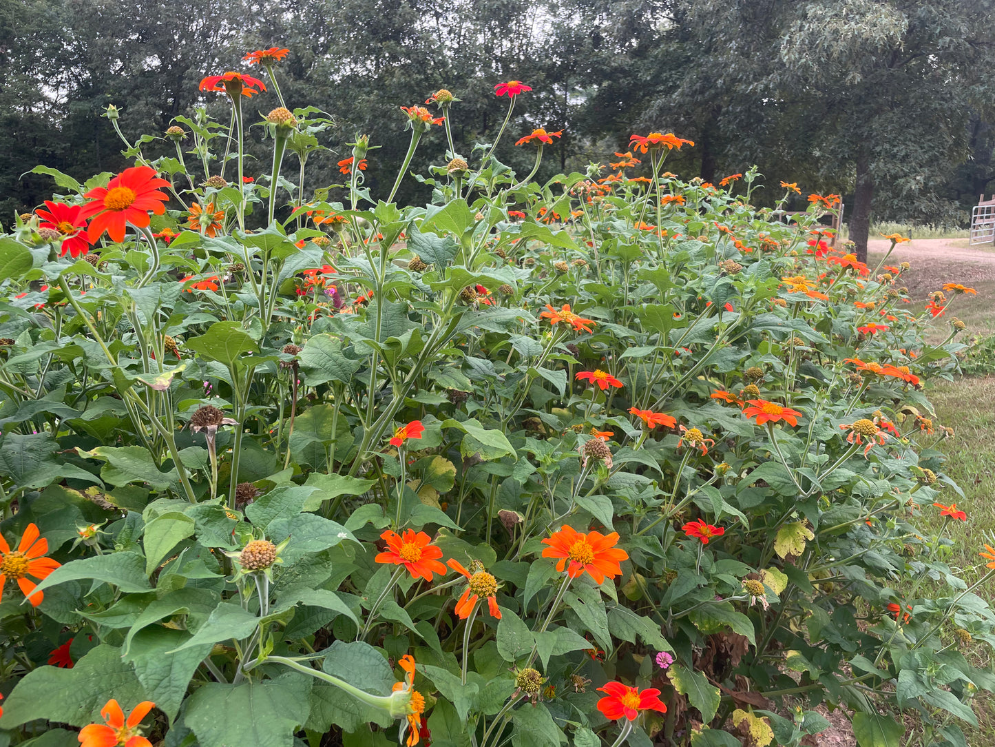 Mexican Sunflower Tithonia