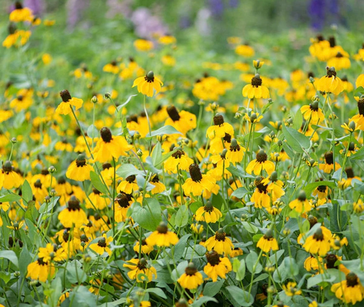 Clasping Coneflower