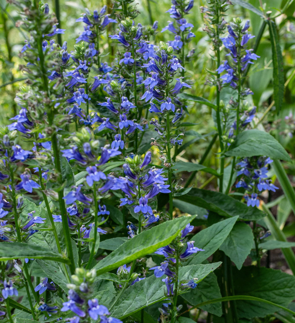 Great blue lobelia