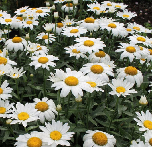 Shasta Daisy