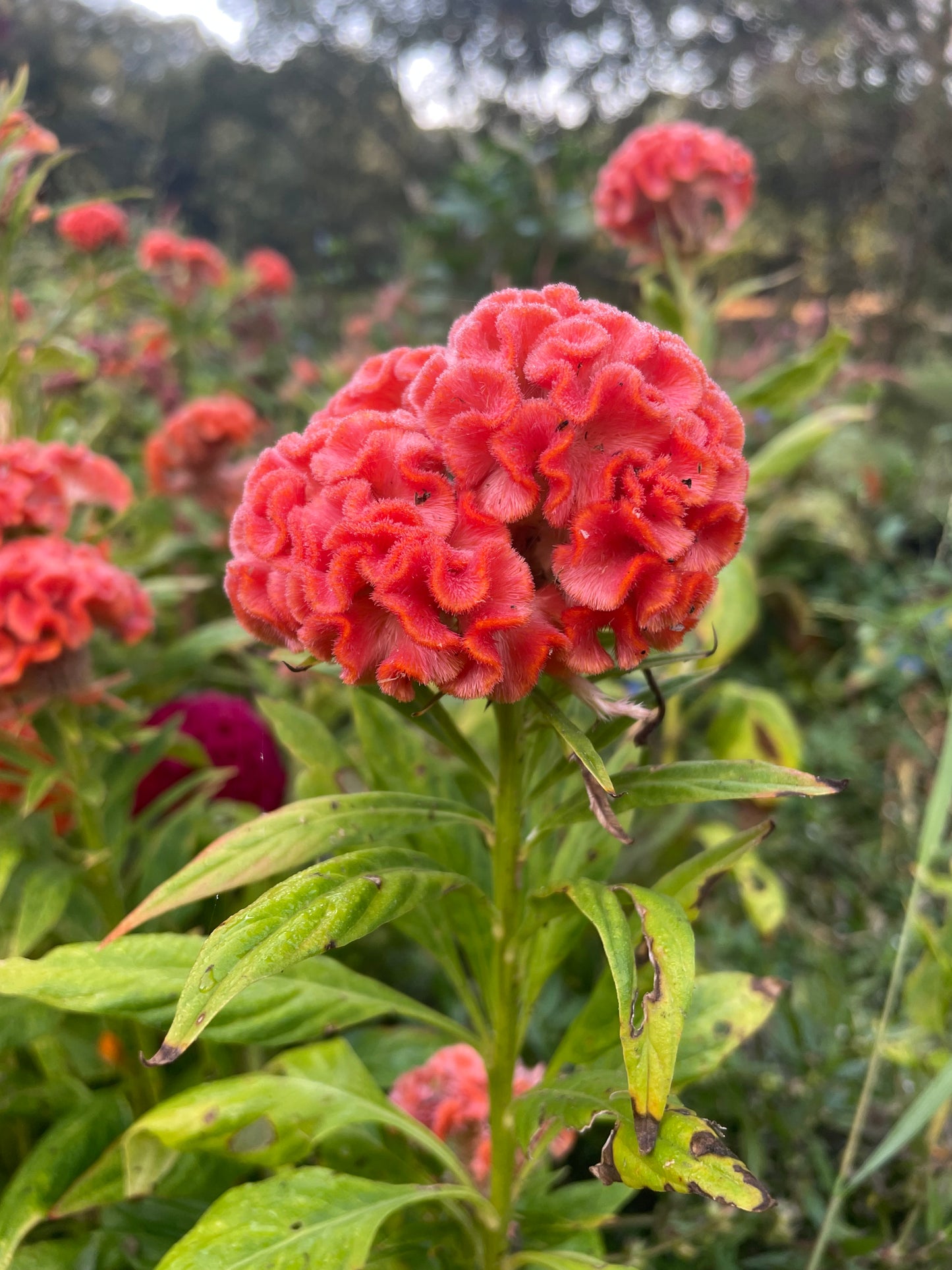 Celosia Cheif Mix