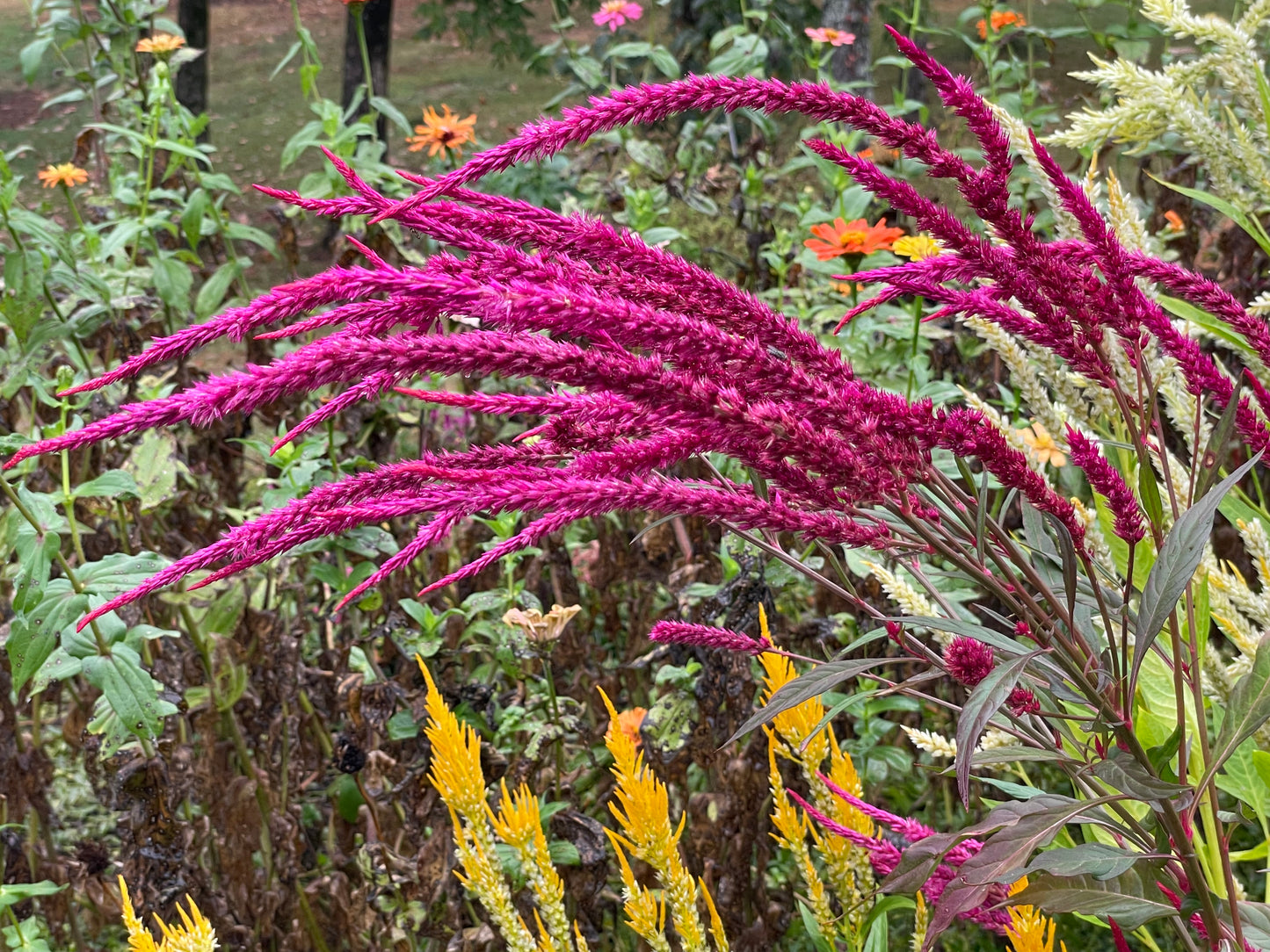 Celosia Sylphid Pink