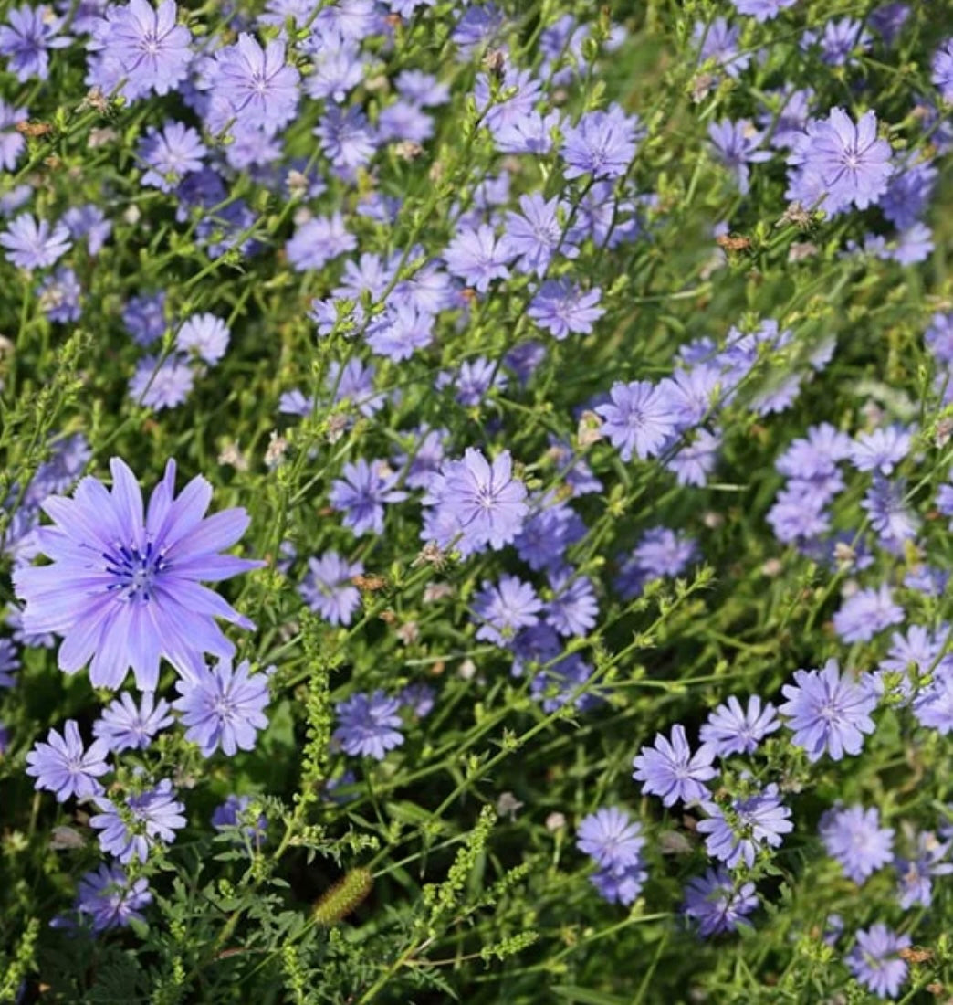 Chicory