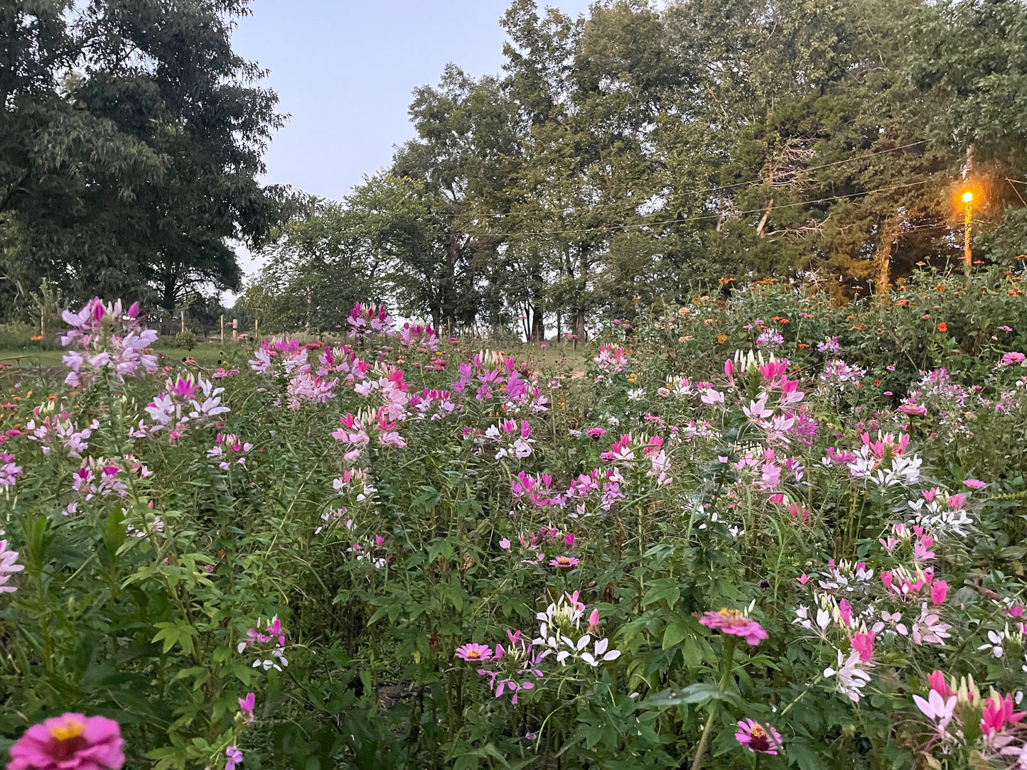 Cleome