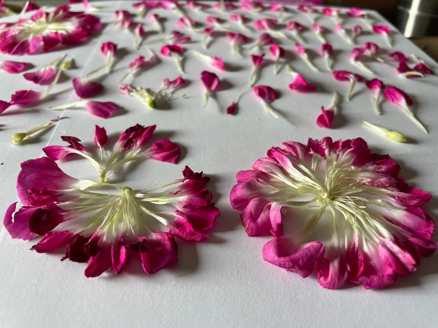 Pressed Flower Preservation