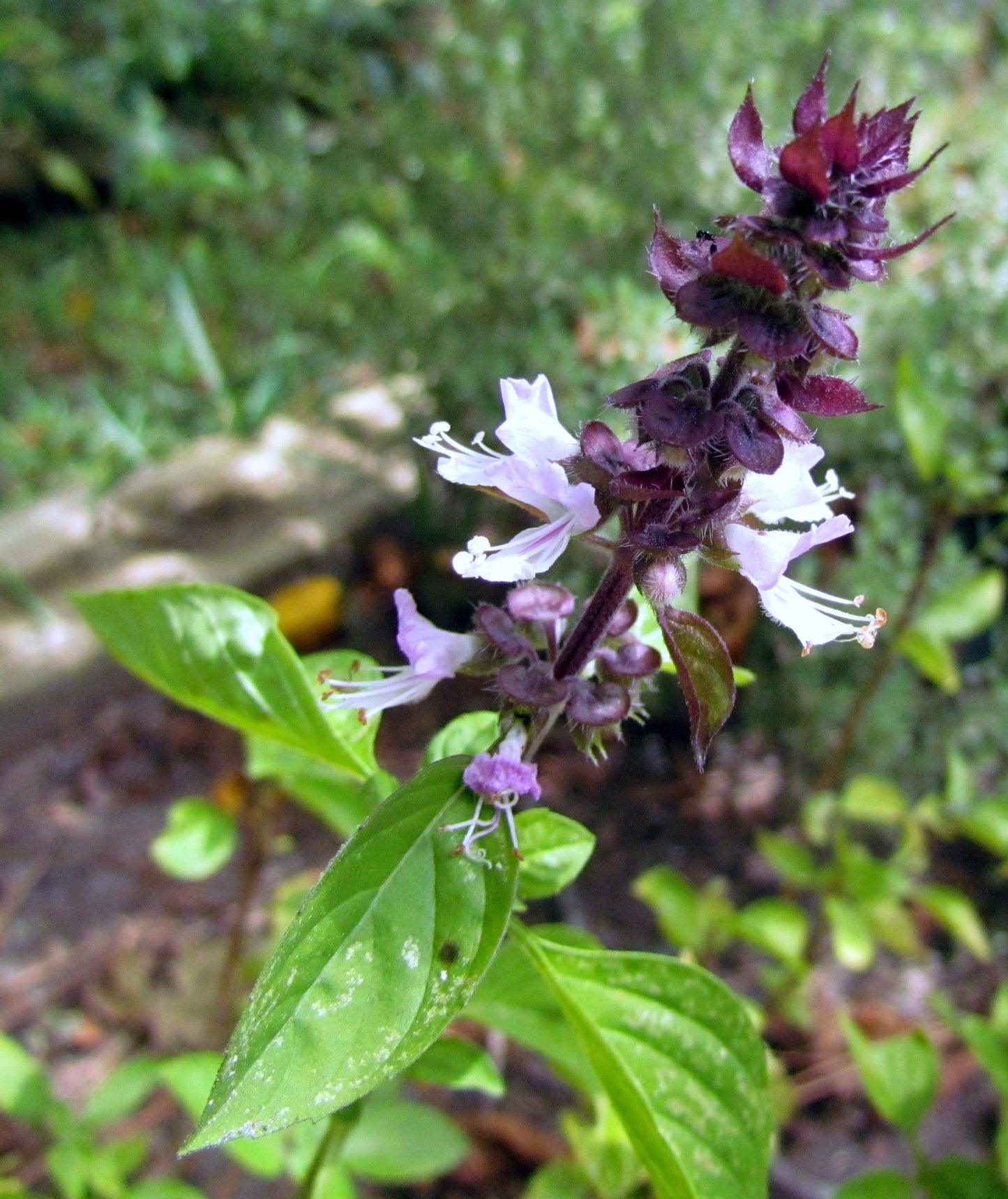 Cinnamon Basil