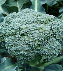 Waltham 29 Broccoli