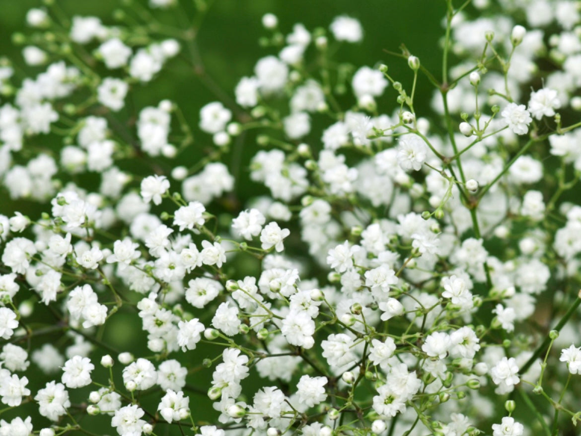 Baby’s Breath