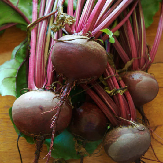 Detroit Dark Red Beet