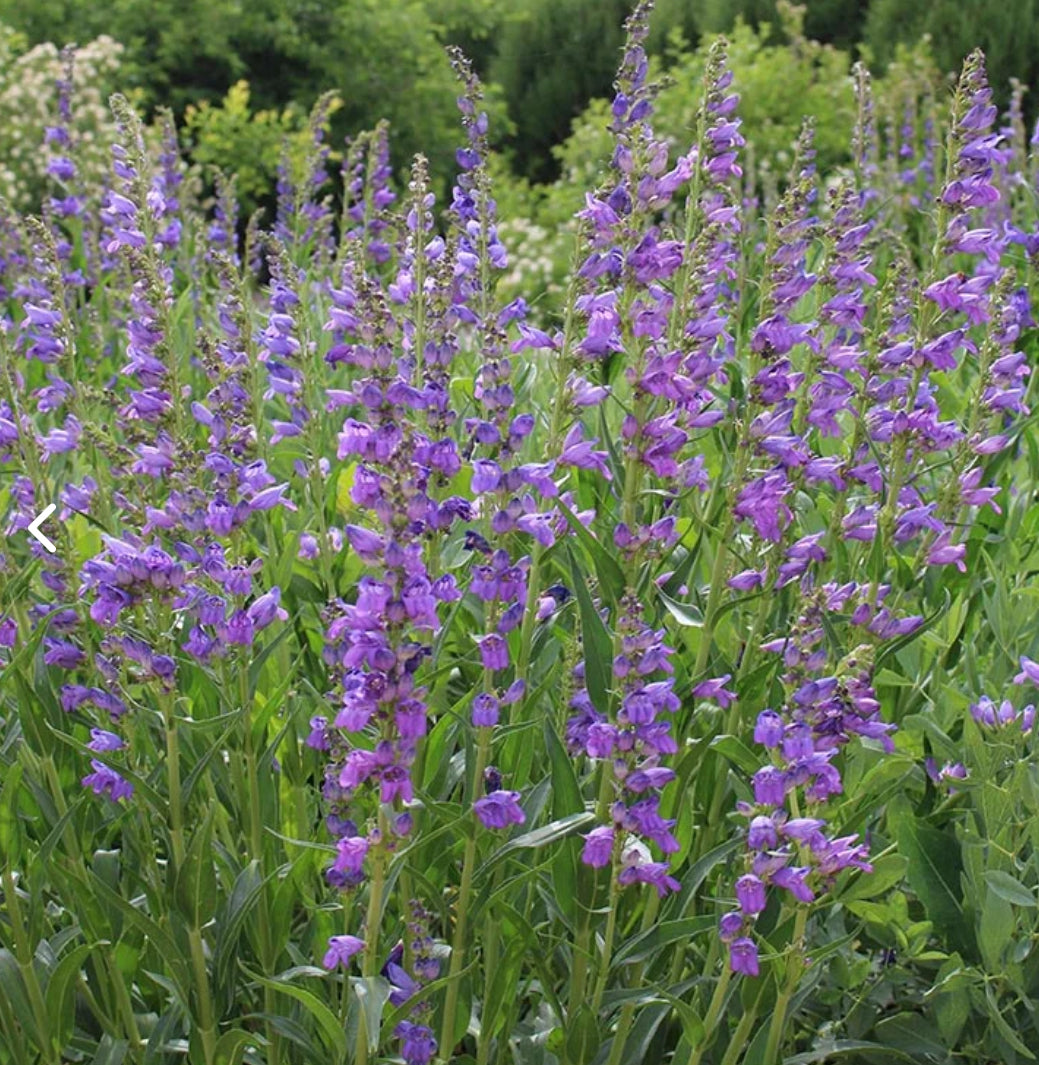 Rocky Mountain Penstemon