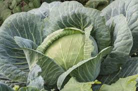 Brunswick Cabbage