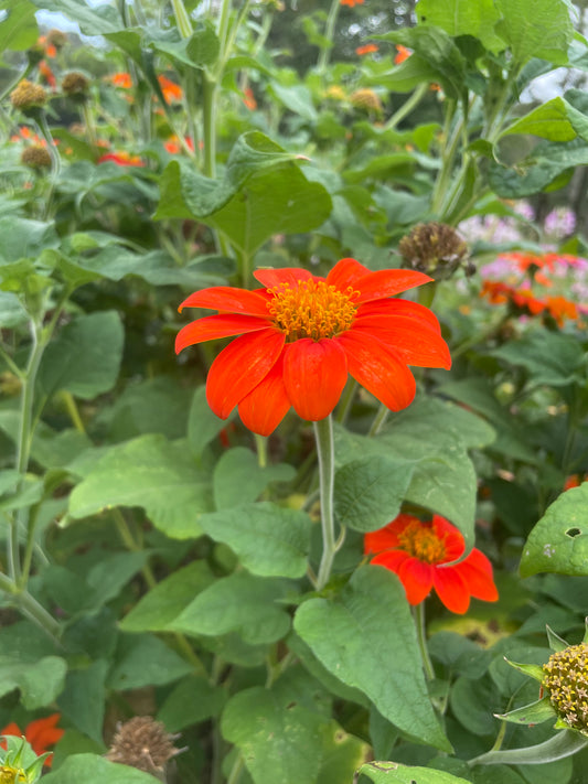 Mexican Sunflower Tithonia