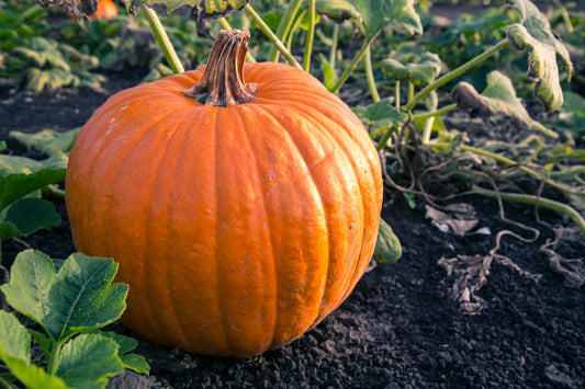 Connecticut Field Pumpkin