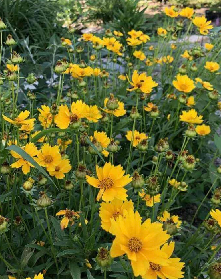 Lance Leaf Coreopsis