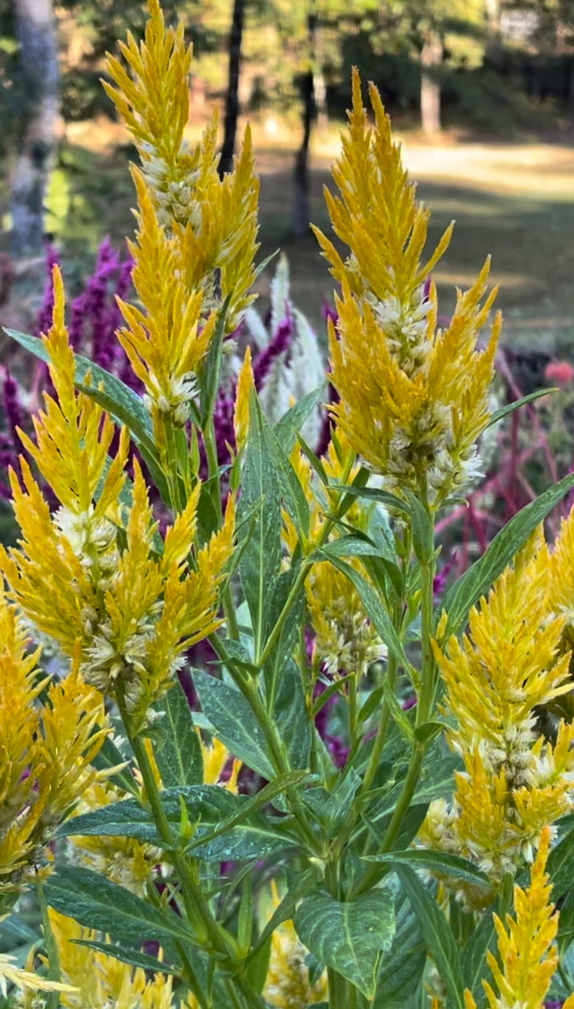 Celosia Sylphid Yellow