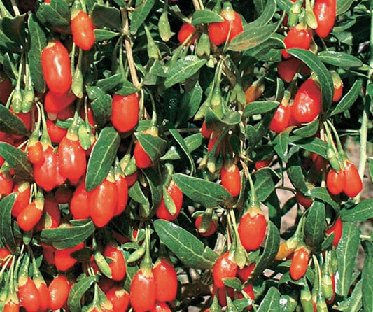 Goji Berry