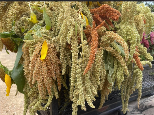 Amaranth Mix