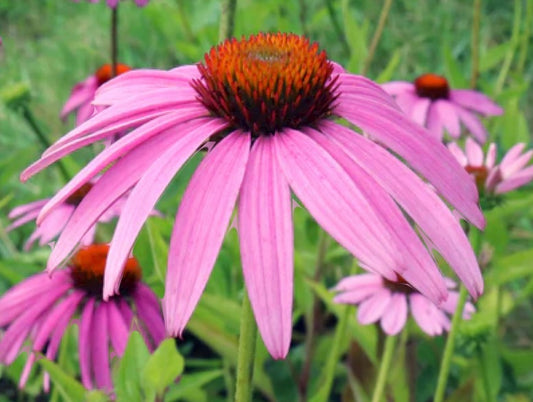 Purple Coneflower