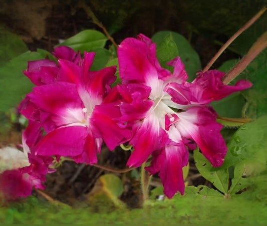 Morning Glory Sunrise Serenade