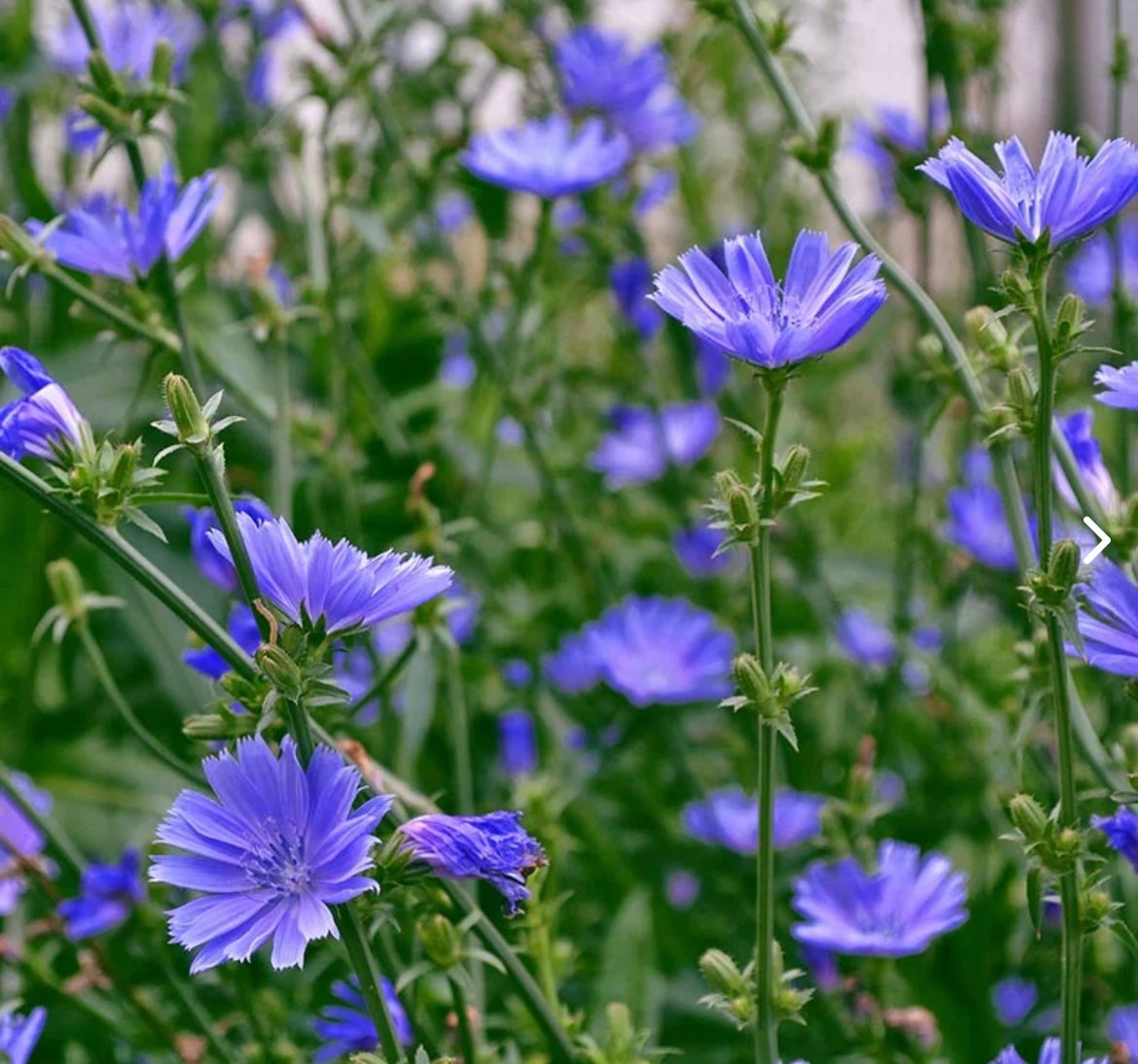 Chicory