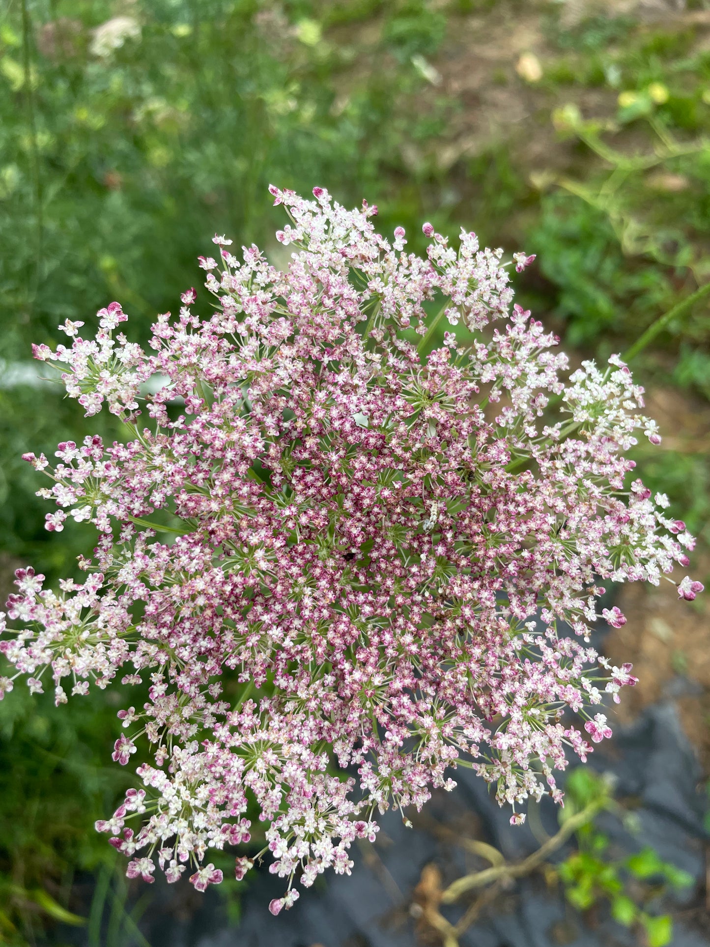 Dara/ Daucus (Queen Ann’s Lace)