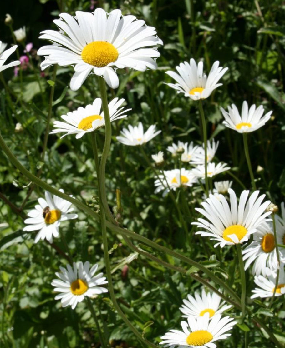 Ox Eye Daisy