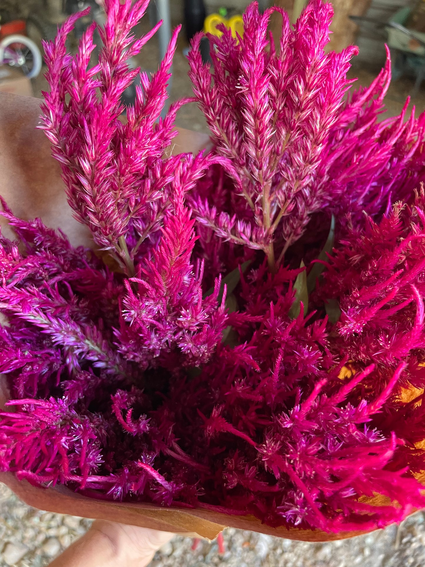 Celosia Pink Mix