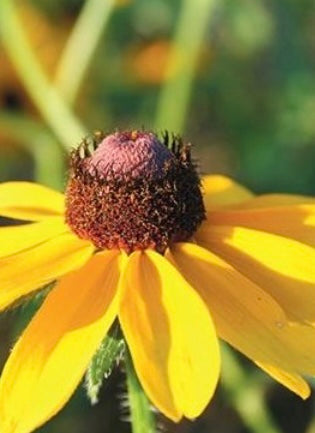 Blackeyed Susan