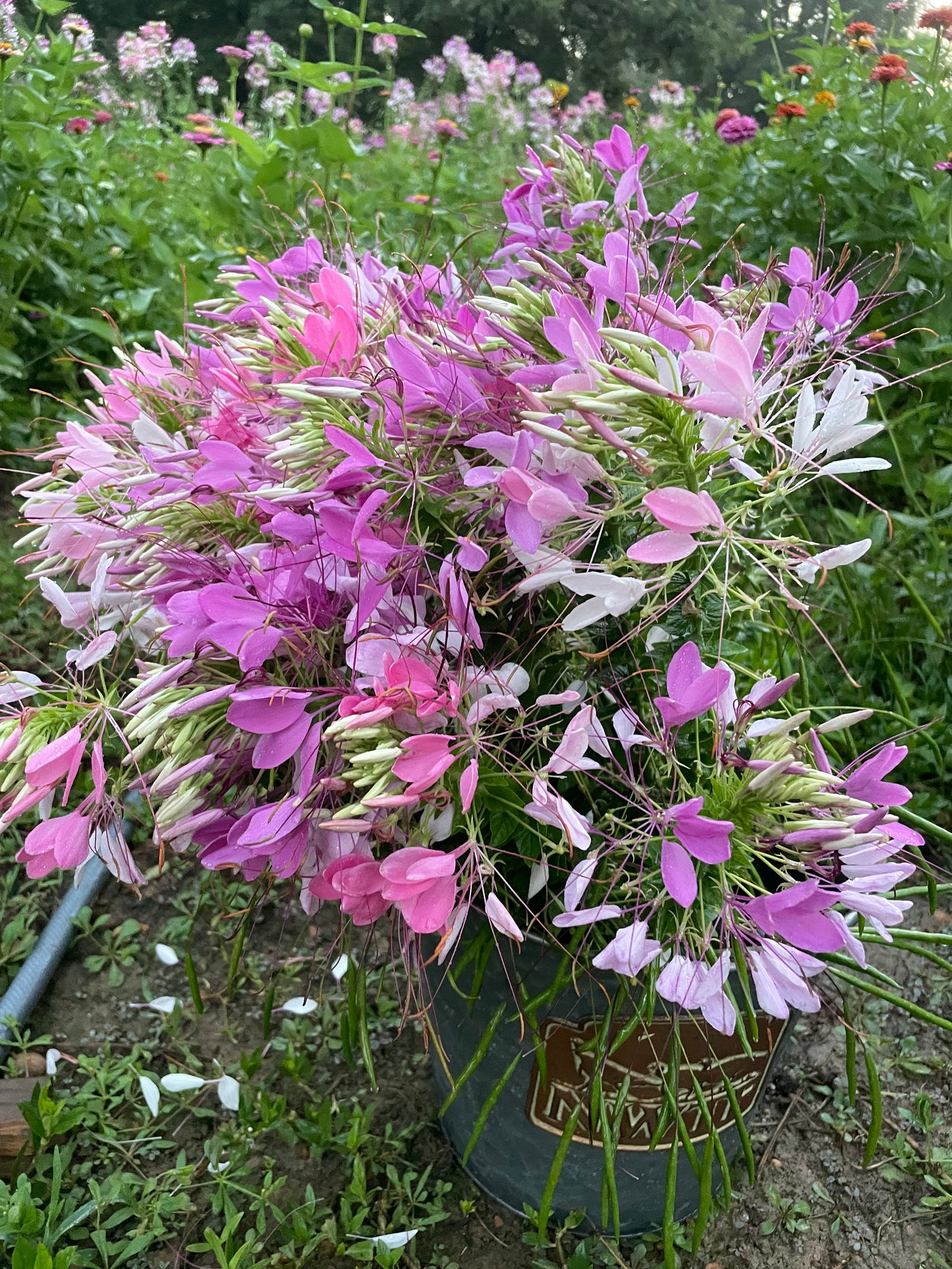 Cleome