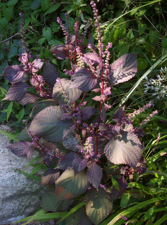 Shiso