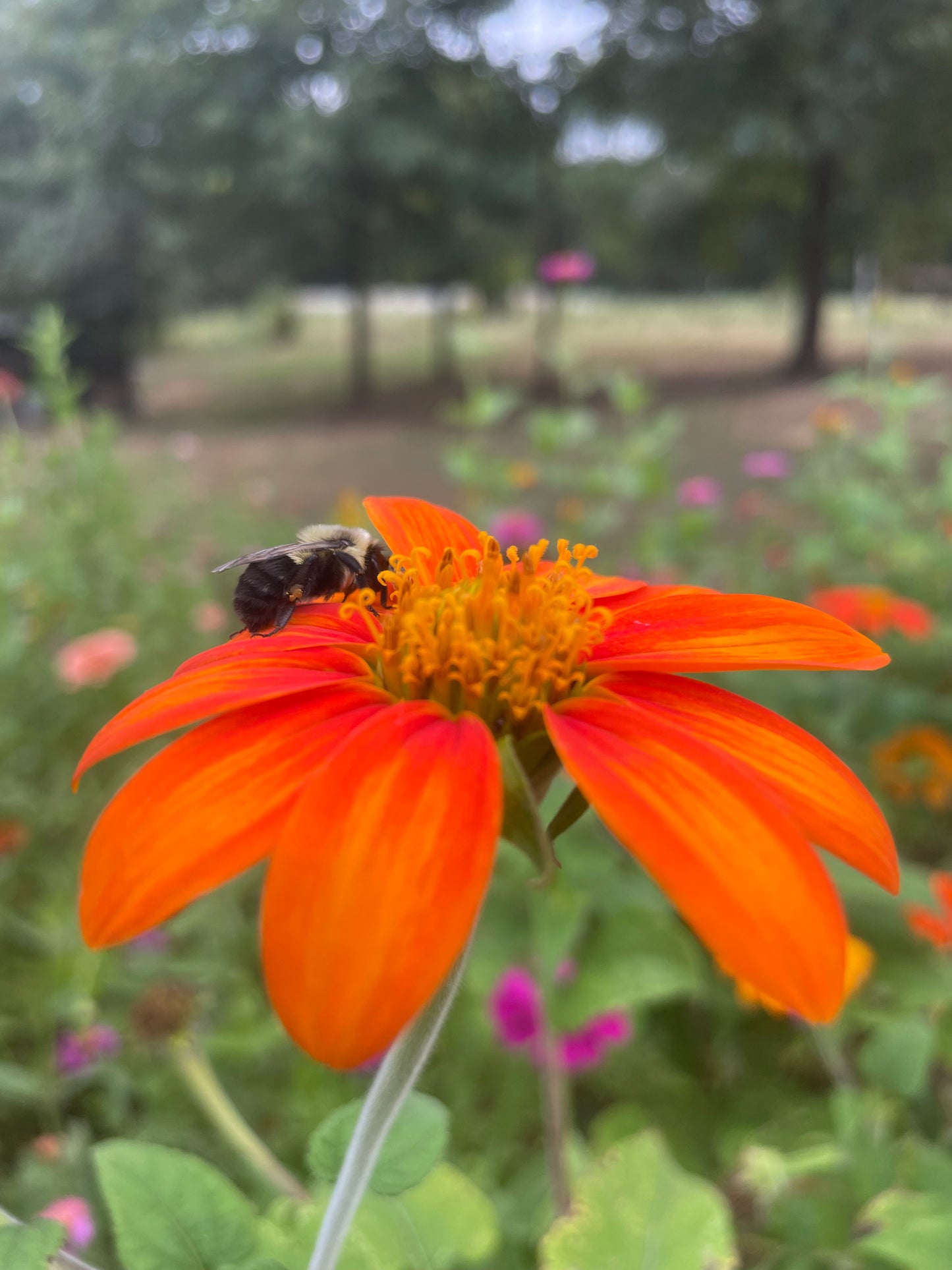 Mexican Sunflower Tithonia