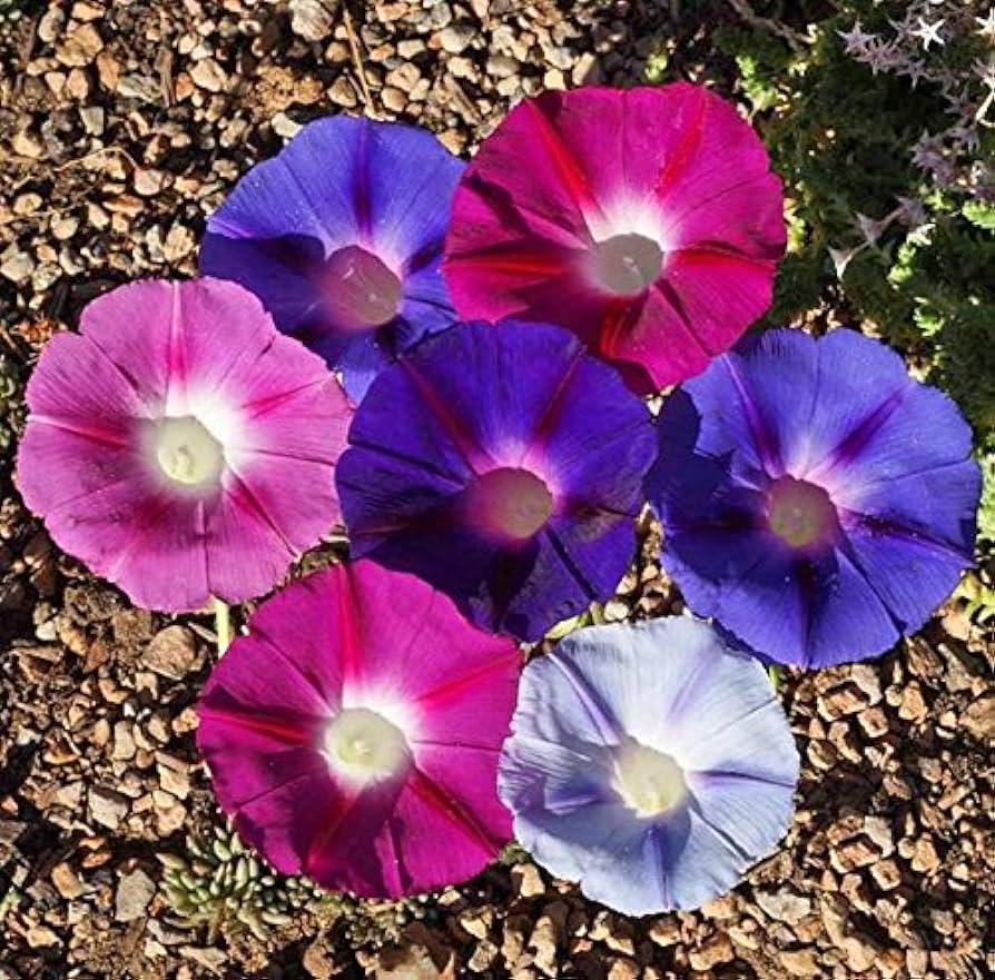 Morning Glory Tall Mix Color