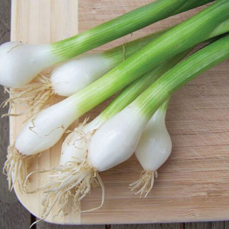 Takyo Long White Bunching Onions