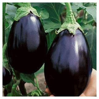 Black Beauty Eggplant