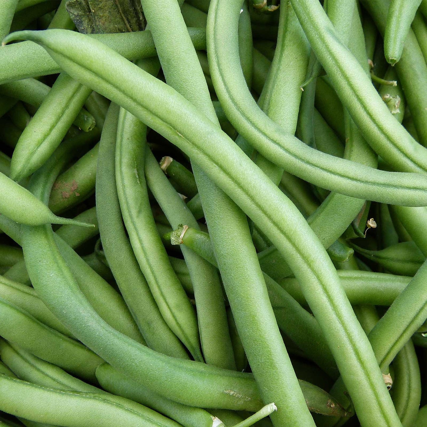 Bluelake Stringless Bean