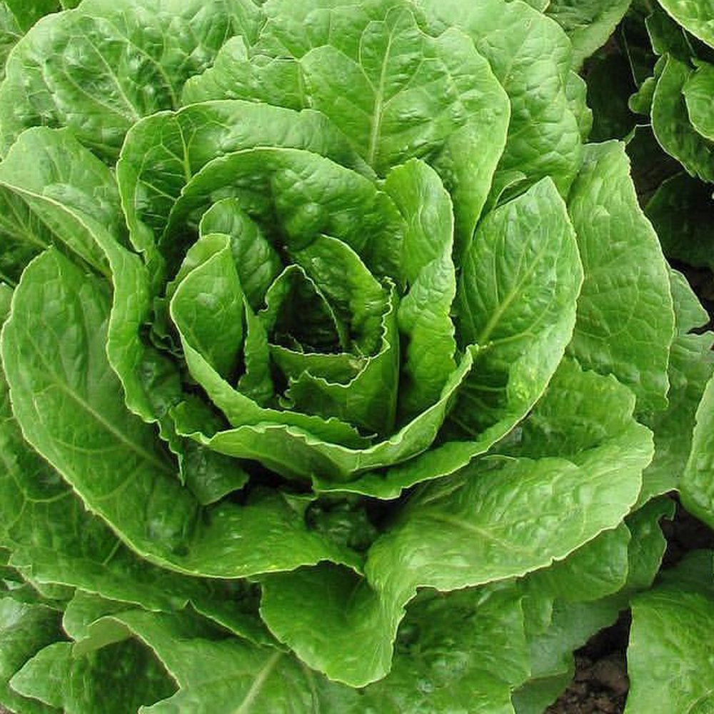 Butter Crunch Lettuce