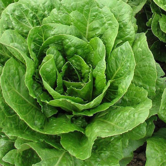 Butter Crunch Lettuce