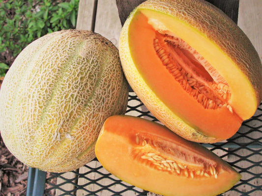 Jumbo Cantaloupe