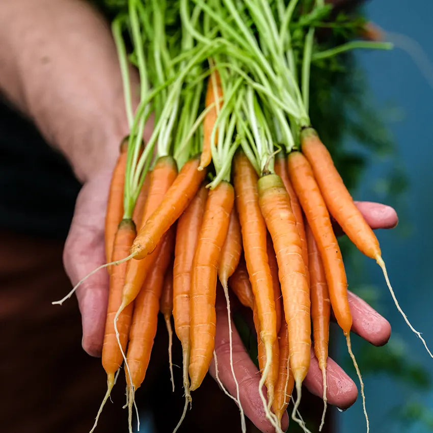 Petite Little Finger Carrot