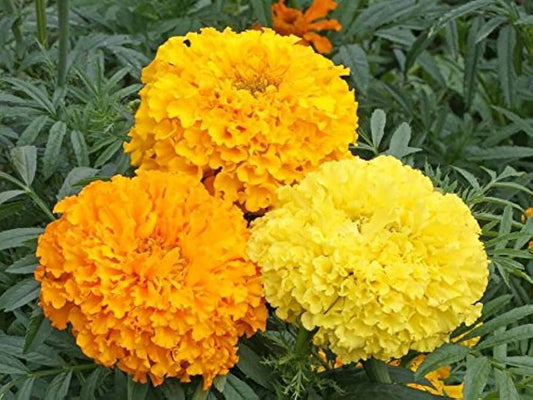 Marigold Cracker Jack