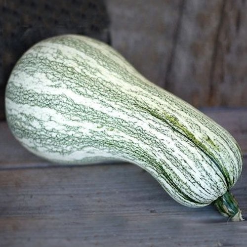 Cushaw Green Stripe Pumpkin