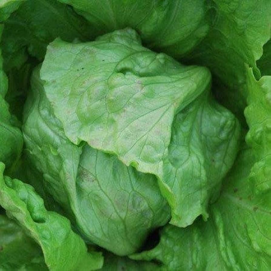 Great Lakes Head Lettuce