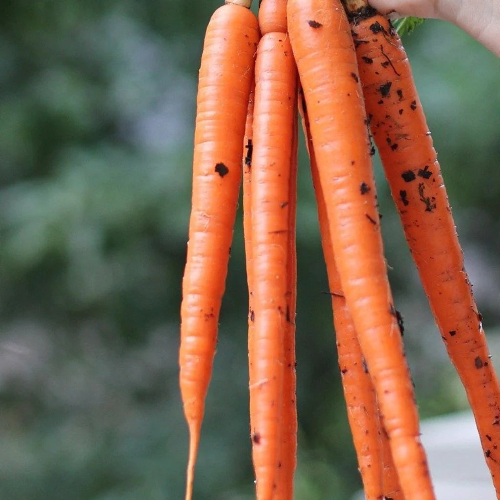 Long Imperator Carrot