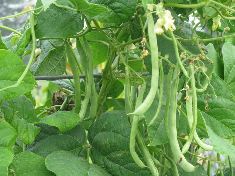 Kentucky Wonder Bean