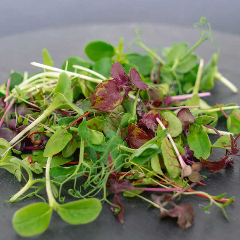 Microgreens Rainbow Mix